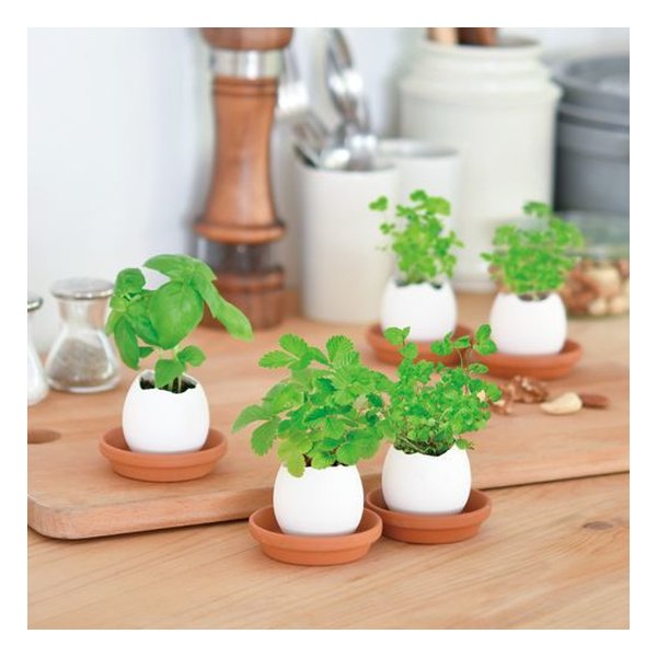 e-zoa.com｜[聖新陶芸(セイシントウゲイ)] eggling エッグリング