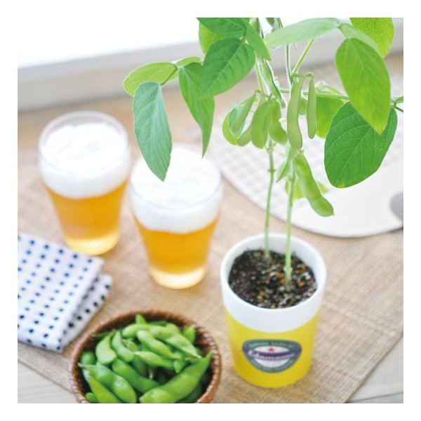 e-zoa.com｜[聖新陶芸(セイシントウゲイ)] 育てるえだ豆栽培セット